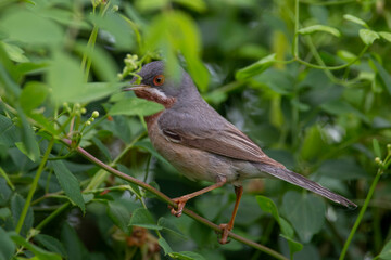 Male eastern subalpine warbler hiding in bush. Is a small typical warbler which breeds in the southernmost areas of Europe. Copy space. Curruca cantillans.