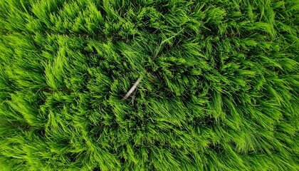 Grama verde e vivida