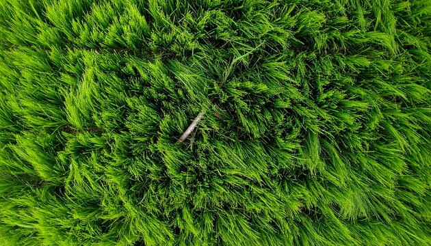 Grama verde e vivida