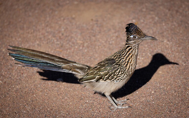 A western roadrunner pauses breifly above his shadow over the dirt of the Sonoran Desert in Southern Arizona.  