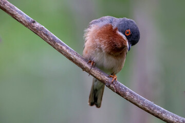 Eastern subalpine warbler isolated on a branch of tree. Is a small typical warbler which breeds in the southernmost areas of Europe. Copy space. Curruca cantillans.