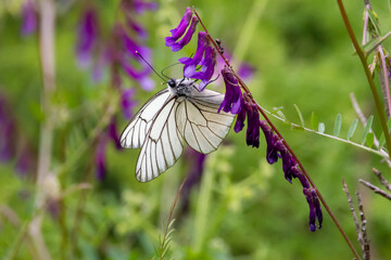 Black-veined white butterfly isolated on purple wild flower. White butterflies in Greece. Aporia crataegi.