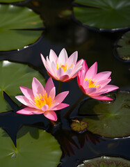 graceful water lilies floating serenely, vibrant. with white shades