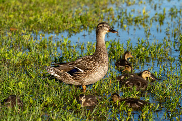 Mallard Duck and Ducklings