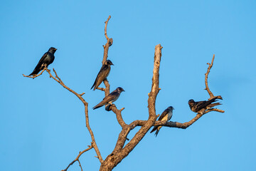 Purple Martin Birds at Lynn Creek Park, Texas
