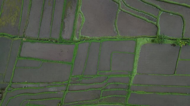 Aerial view of rice fields