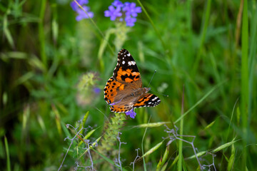 Painted Lady Butterfly