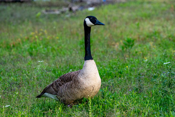 Canada Goose