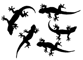 Lizards silhouette drawing background