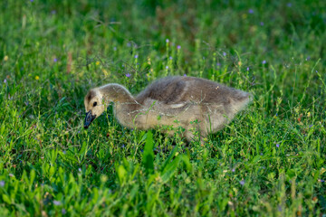 Gosling - Canada Goose
