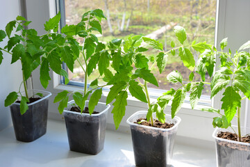 Tomato Seedlings Growing on a Window Sill