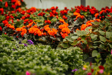 A dense bed of blooming red petunias covered in water droplets sits in the foreground of a colorful greenhouse filled with flowering plants.