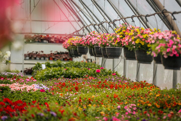 Rows of flowering plants and hanging baskets bloom vibrantly inside a greenhouse, with neatly labeled sections and lush greenery throughout.