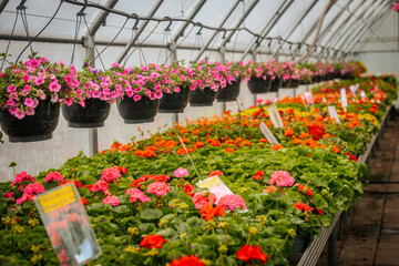 Rows of flowering plants and hanging baskets bloom vibrantly inside a greenhouse, with neatly labeled sections and lush greenery throughout.
