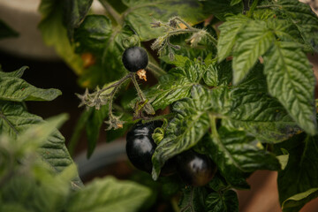 Close-up of a black tomato cultivar ripening on a plant with fuzzy stems and rich green leaves, showing early fruit development.