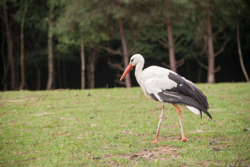 stork in the forest. stork in the park. stork in the wild. stork in Ukraine