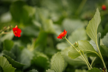 A single red strawberry flower stands out against a background of green leaves, capturing a moment of early fruit development with soft focus and natural lighting.