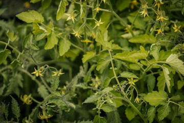 Close-up of a tomato plant with small yellow flowers and lush green foliage, signaling the beginning phase of fruit production.