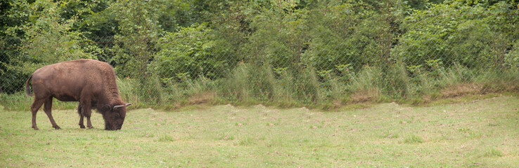 Wisent. Bison. Rare bison. Brown bison in nature. Animals in the reserve. bison in Ukraine