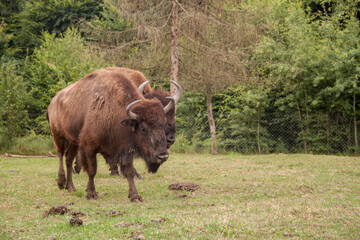 Wisent. Bison. Rare bison. Brown bison in nature. Animals in the reserve. bison in Ukraine © Andrii