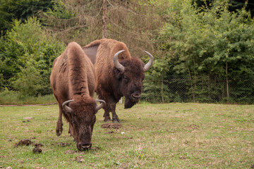Wisent. Bison. Rare bison. Brown bison in nature. Animals in the reserve. bison in Ukraine