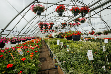 Spacious greenhouse filled with hanging flower baskets and rows of colorful blooming plants, labeled for sale and neatly organized along a central walkway.