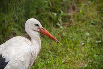 stork in the forest. stork in the park. stork in the wild. stork in Ukraine