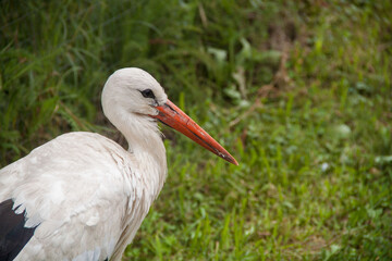 stork in the forest. stork in the park. stork in the wild. stork in Ukraine