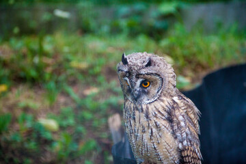 Owl with orange eyes. Owl with yellow eyes. Photo of an owl. Owl in the wild