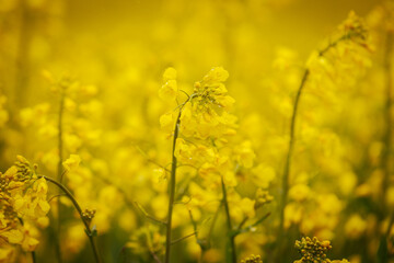 Obraz premium Detailed close-up of a rapeseed flower cluster with vivid yellow petals and water droplets, set against a softly blurred yellow background.