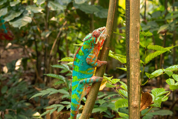 Green turquoise chameleon clings to the branch. Tropical reptile, wildlife, nature, twigs and leaves.
