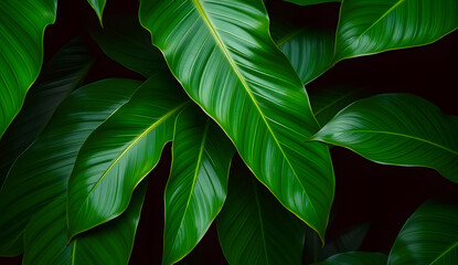 Desktop wallpaper of large tropical green leaves, perfect for nature lovers, environmentalists, or anyone wanting a calming, organic background for their computer screen