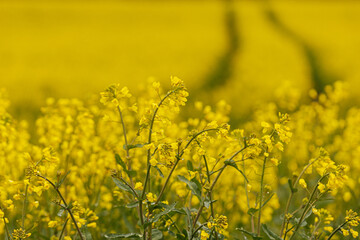 Obraz premium Wide field of bright yellow rapeseed flowers in full bloom, featuring two tractor tracks leading through the crop toward a tree line in the background.