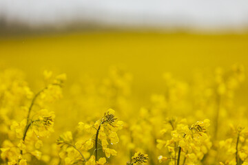 Wide field of bright yellow rapeseed flowers in full bloom, featuring two tractor tracks leading through the crop toward a tree line in the background.