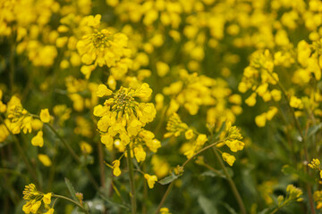 Detailed close-up of a rapeseed flower cluster with vivid yellow petals and water droplets, set against a softly blurred yellow background.