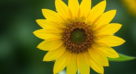 Obraz premium Golden Hour Bloom