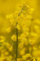 Detailed close-up of a rapeseed flower cluster with vivid yellow petals and water droplets, set against a softly blurred yellow background.