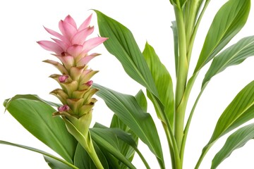 Obraz premium turmeric curcuma longa plant flower isolated on white background