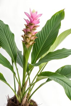 turmeric curcuma longa plant flower isolated on white background