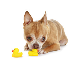 Cute chihuahua dog chewing toys on white background