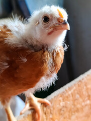 A small brown and white chicken sitting on top of a wooden fence