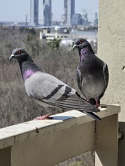 Rock Dove Piegon birds
Beautiful Birds Piegon with multi color are sitting at Building Balcony.
Close Up view of rock Dove birds