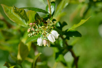 Highbush blueberry flowers - Latin name - Vaccinium corymbosum