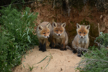 red fox in the grass