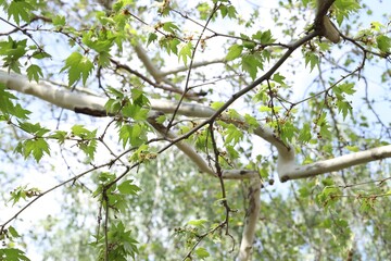 Beautiful tree crown with green leaves as background, closeup