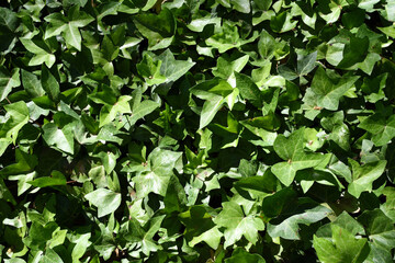 Imagen de un hiedra para usar como fondo escritorio