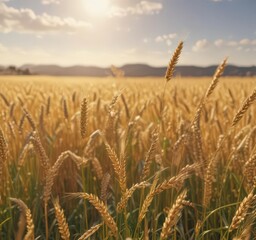 Fototapeta premium Golden wheat swaying gently in bright sunlight Vast field, summer day , countryside, landscape, day