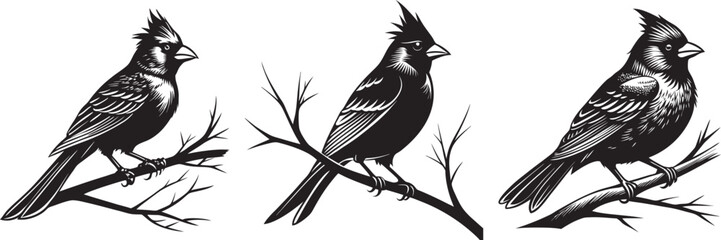 Cardinal bird on branch vector silhouette, Bird on a branch line art, Vector illustration