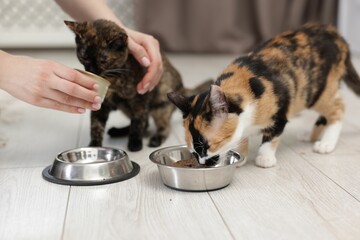Woman feeding her cute calico kittens at home, closeup