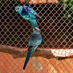 The broad-tailed parrot species Barnardius zonarius, is a bird native to Australia